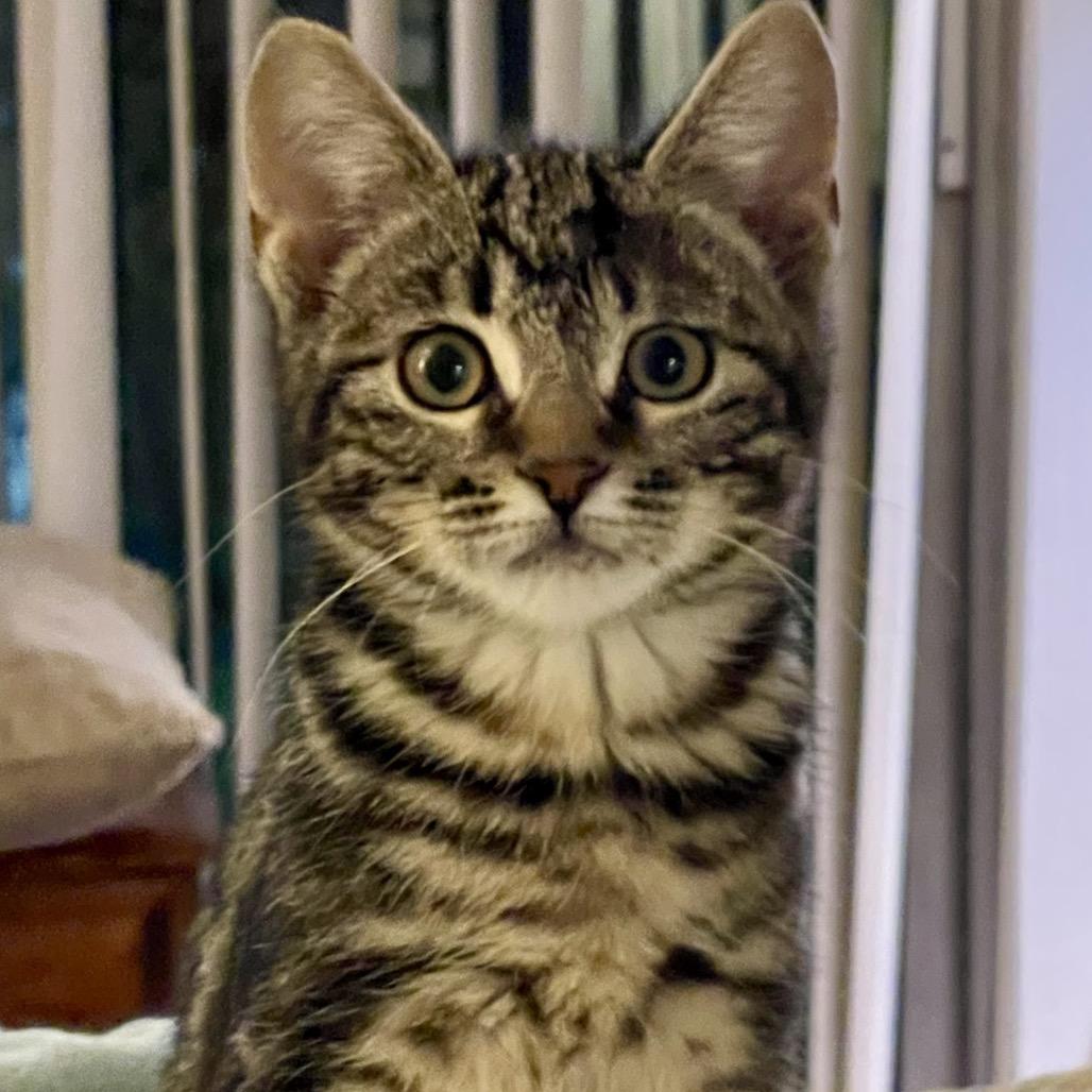 Enlarge Peg, a Adoptable Domestic Short Hair in Missouri City, TX image 1/3