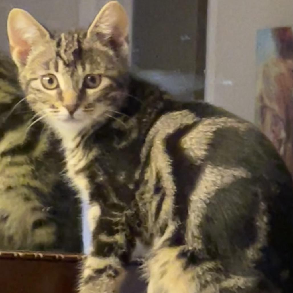 Enlarge Peg, a Adoptable Domestic Short Hair in Missouri City, TX image 2/3