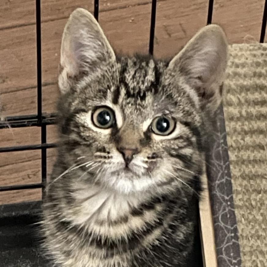 Peg, Adoptable, Kitten Female Domestic Short Hair.