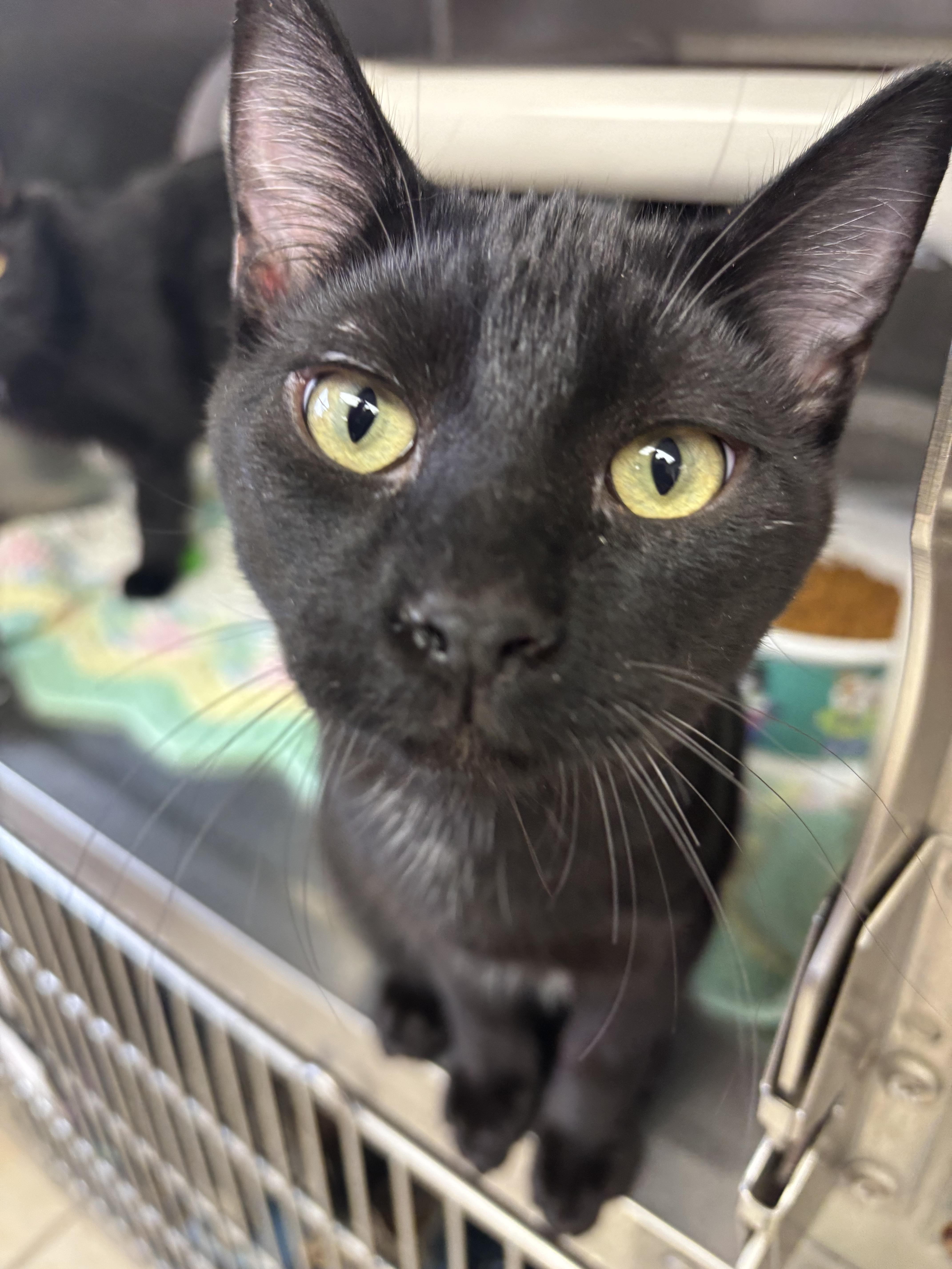 Enlarge Enzo, a Adoptable Domestic Short Hair in Chippewa Falls, WI image 1/1