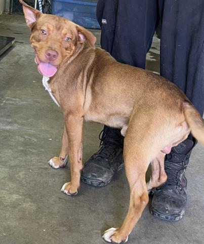 Enlarge CORPORAL CUDDLES, a Adoptable Mixed Breed in Pensacola, FL image 1/1