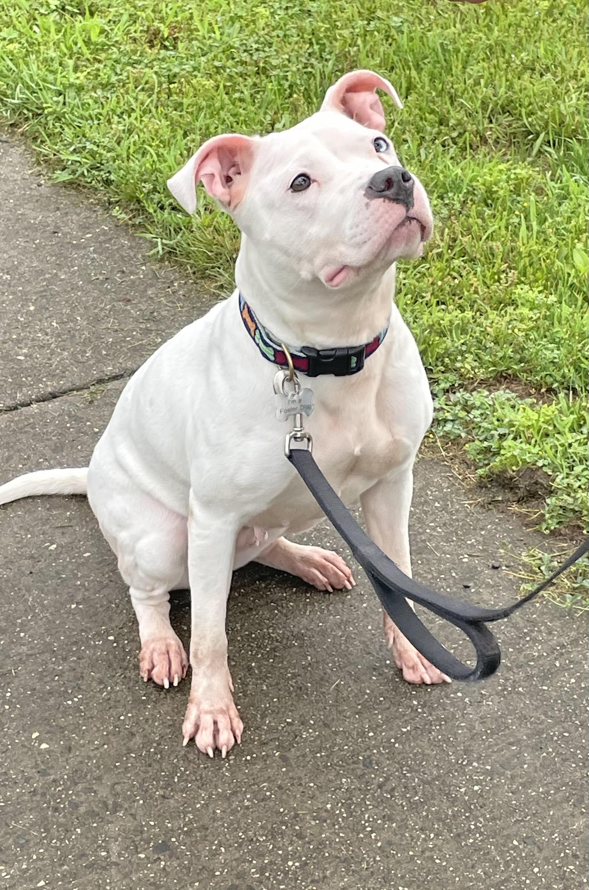 Skylar, a Adoptable mixed breed in Bridgewater, NJ image 3/6