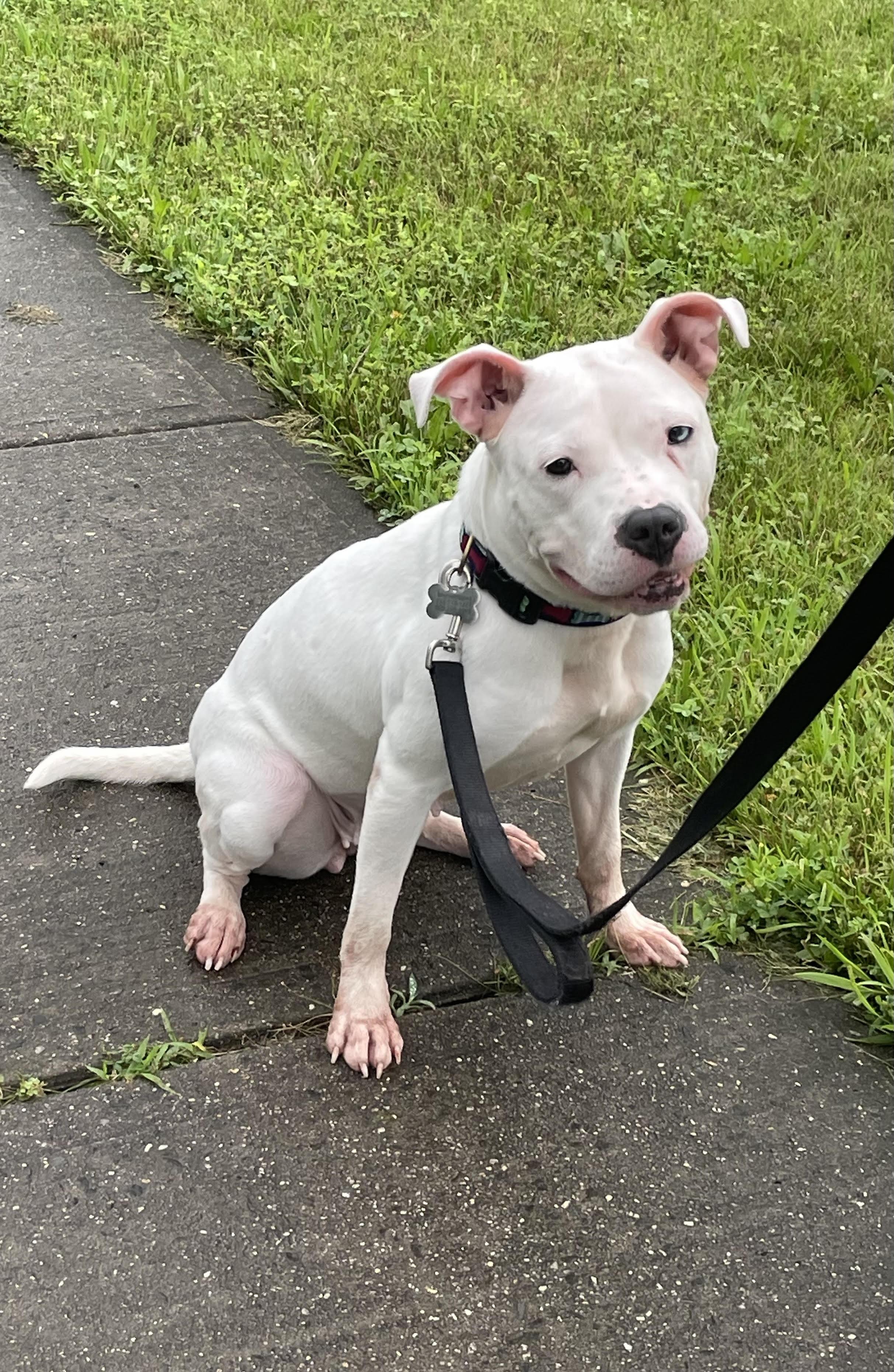 Skylar, a Adoptable mixed breed in Bridgewater, NJ image 4/6