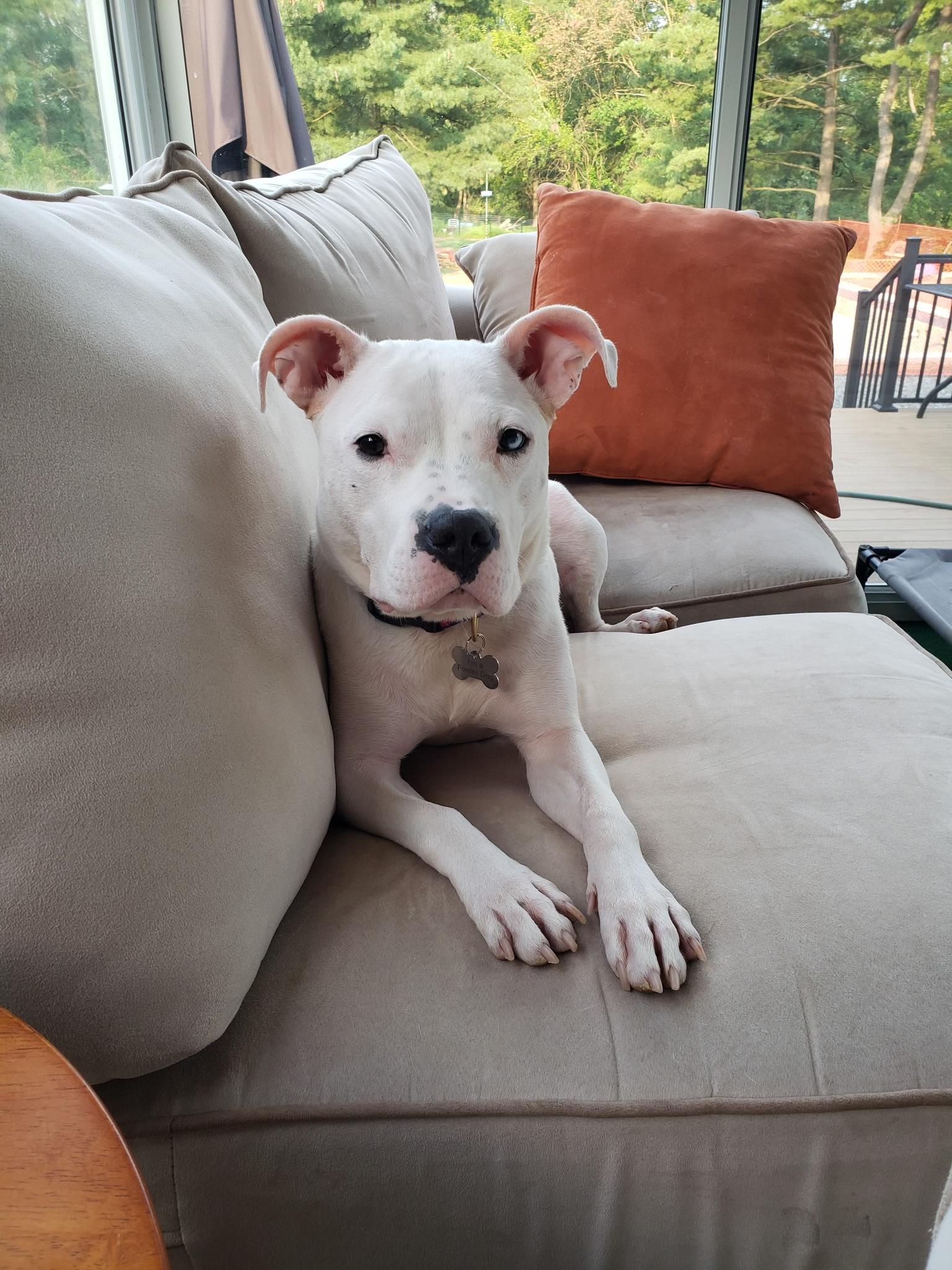 Skylar, a Adoptable mixed breed in Bridgewater, NJ image 1/6