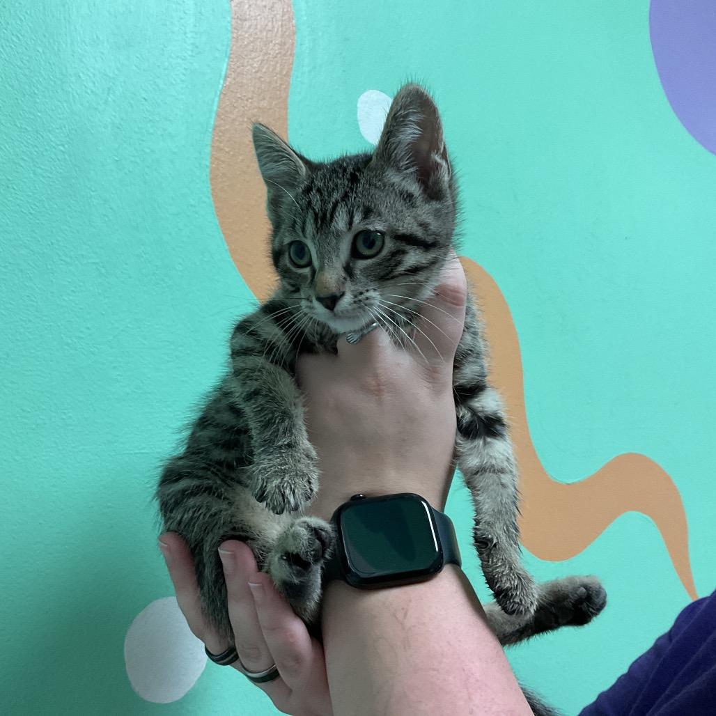 Calypso, Adoptable, Young Female Domestic Short Hair.