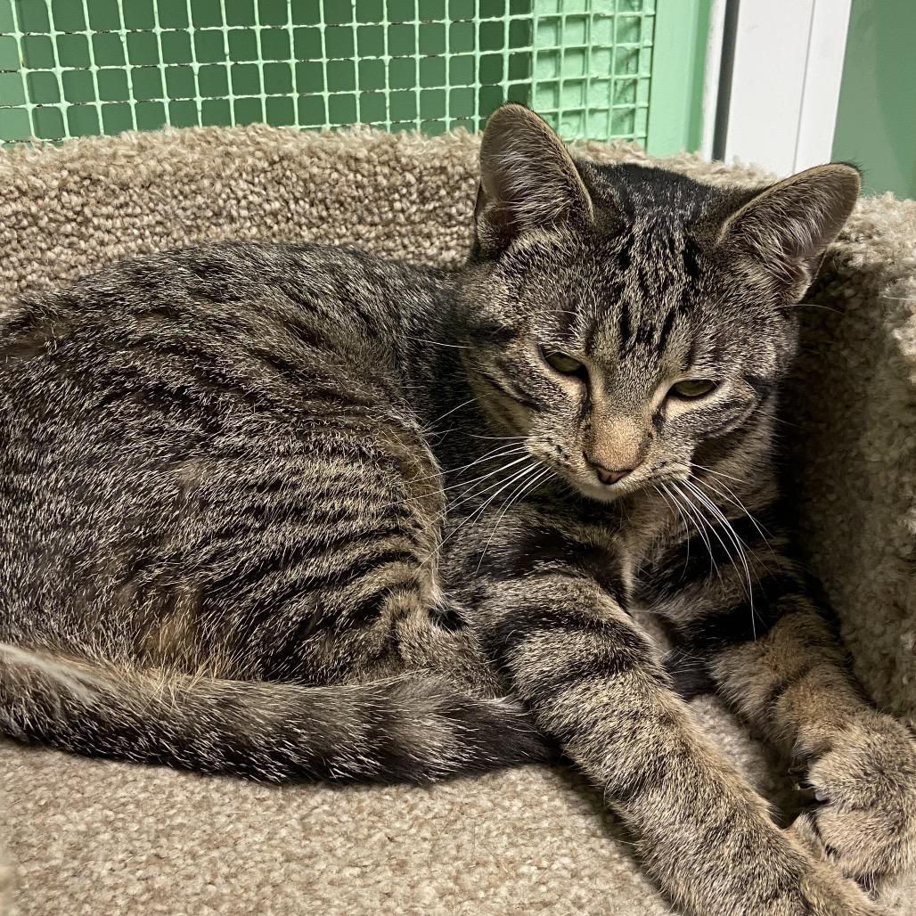 Calypso, a Adoptable Domestic Short Hair in Monroe, LA image 2/3