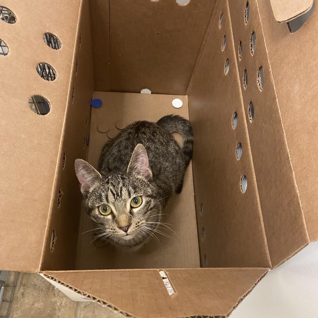Calypso, a Adoptable Domestic Short Hair in Monroe, LA image 3/3