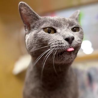Enlarge Eggroll, a Adoptable Domestic Short Hair in Philadelphia, PA image 1/6