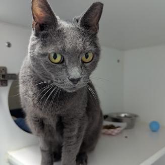 Enlarge Eggroll, a Adoptable Domestic Short Hair in Philadelphia, PA image 3/6