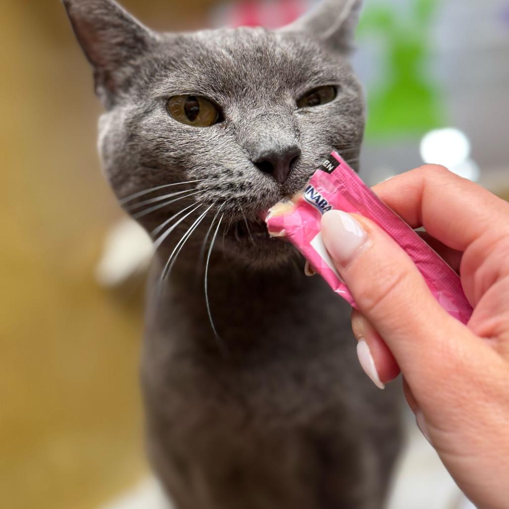 Enlarge Eggroll, a Adoptable Domestic Short Hair in Philadelphia, PA image 4/6