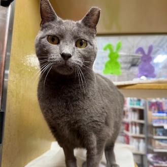 Enlarge Eggroll, a Adoptable Domestic Short Hair in Philadelphia, PA image 5/6