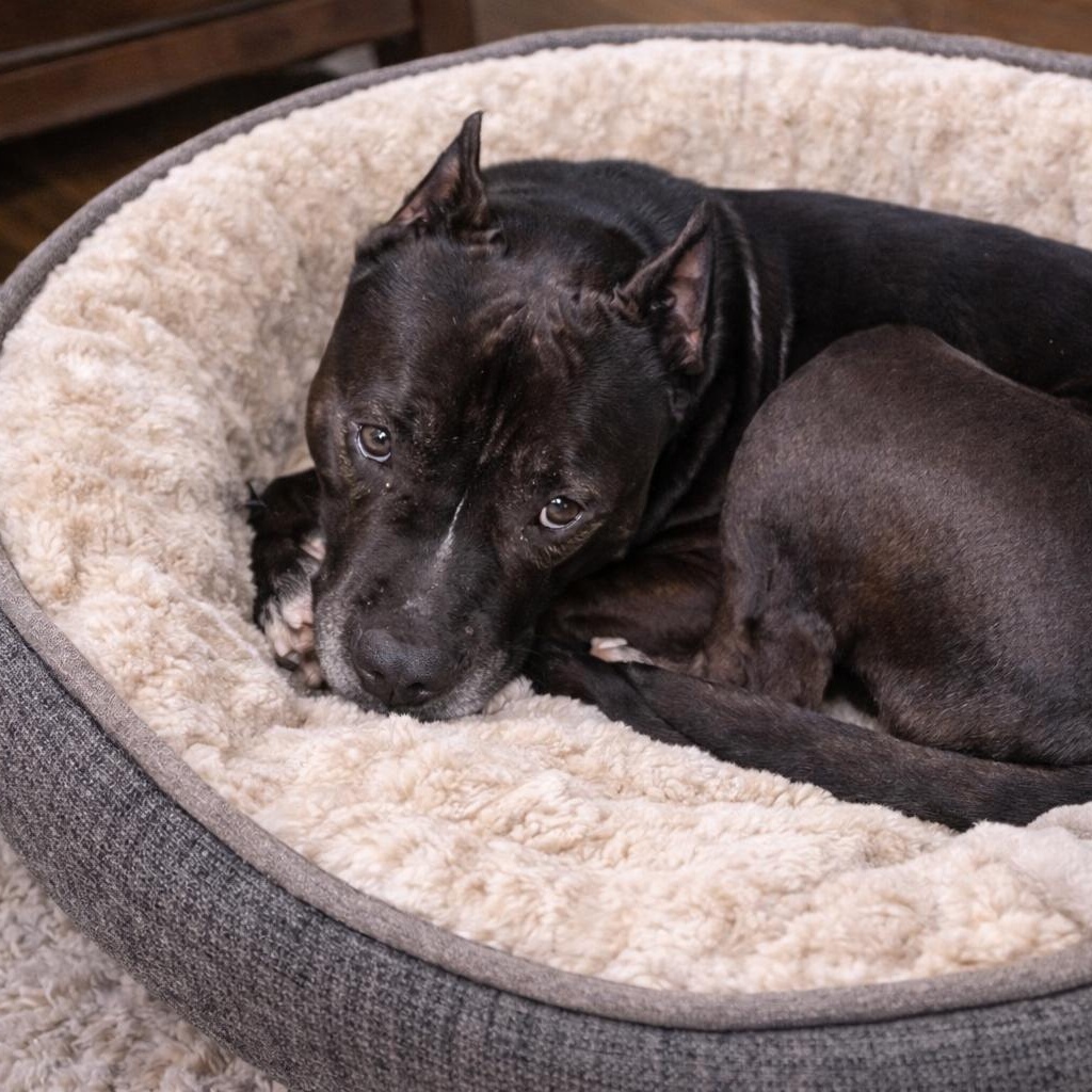 Bruce – Smart, Handsome and Loves to Cuddle!! (Fostered in Claremont, NH) — thumbnail 4