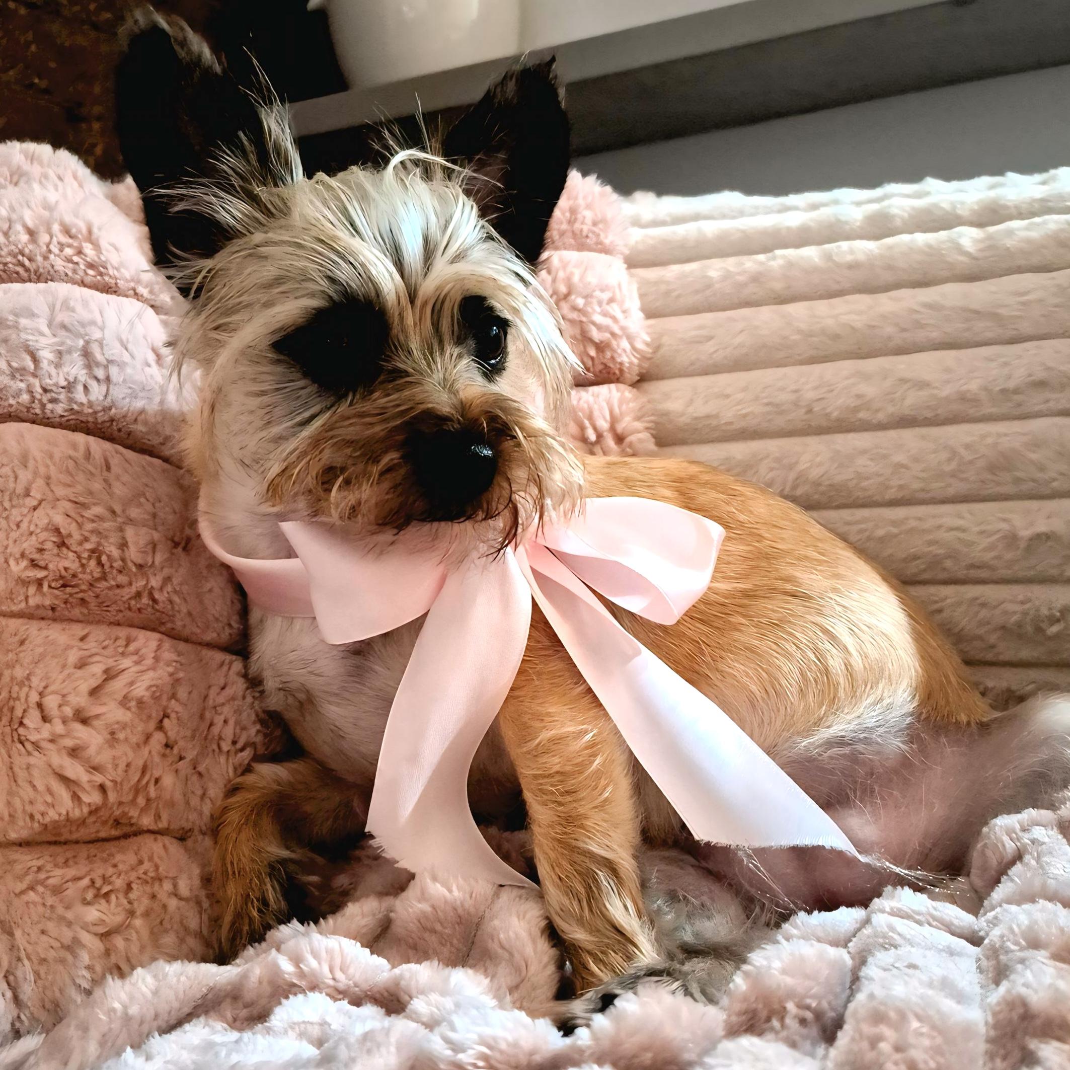 Enlarge Savannah, an adopted mixed breed in Brooklyn, NY image 3/5