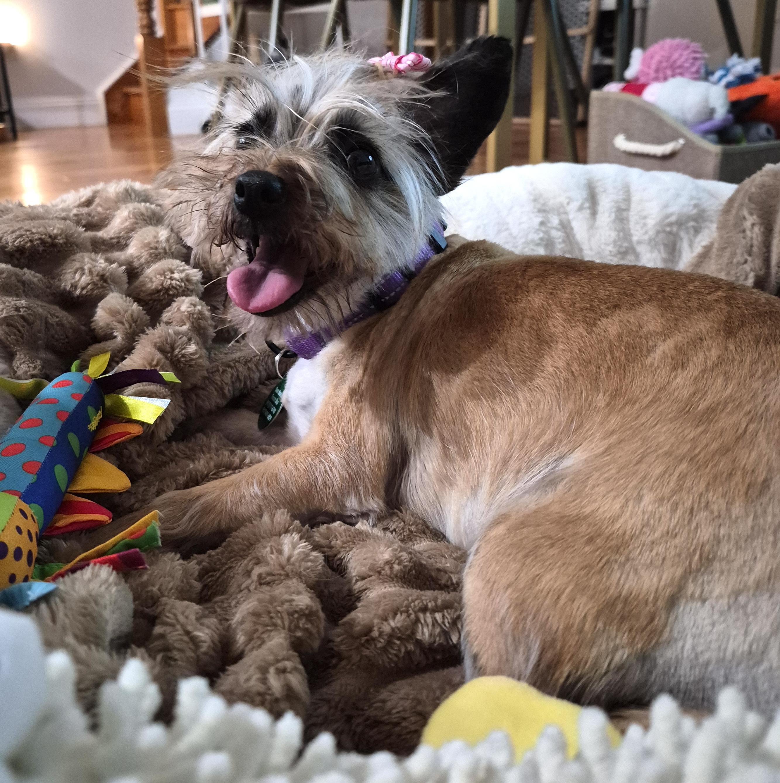 Enlarge Savannah, an adopted mixed breed in Brooklyn, NY image 4/5