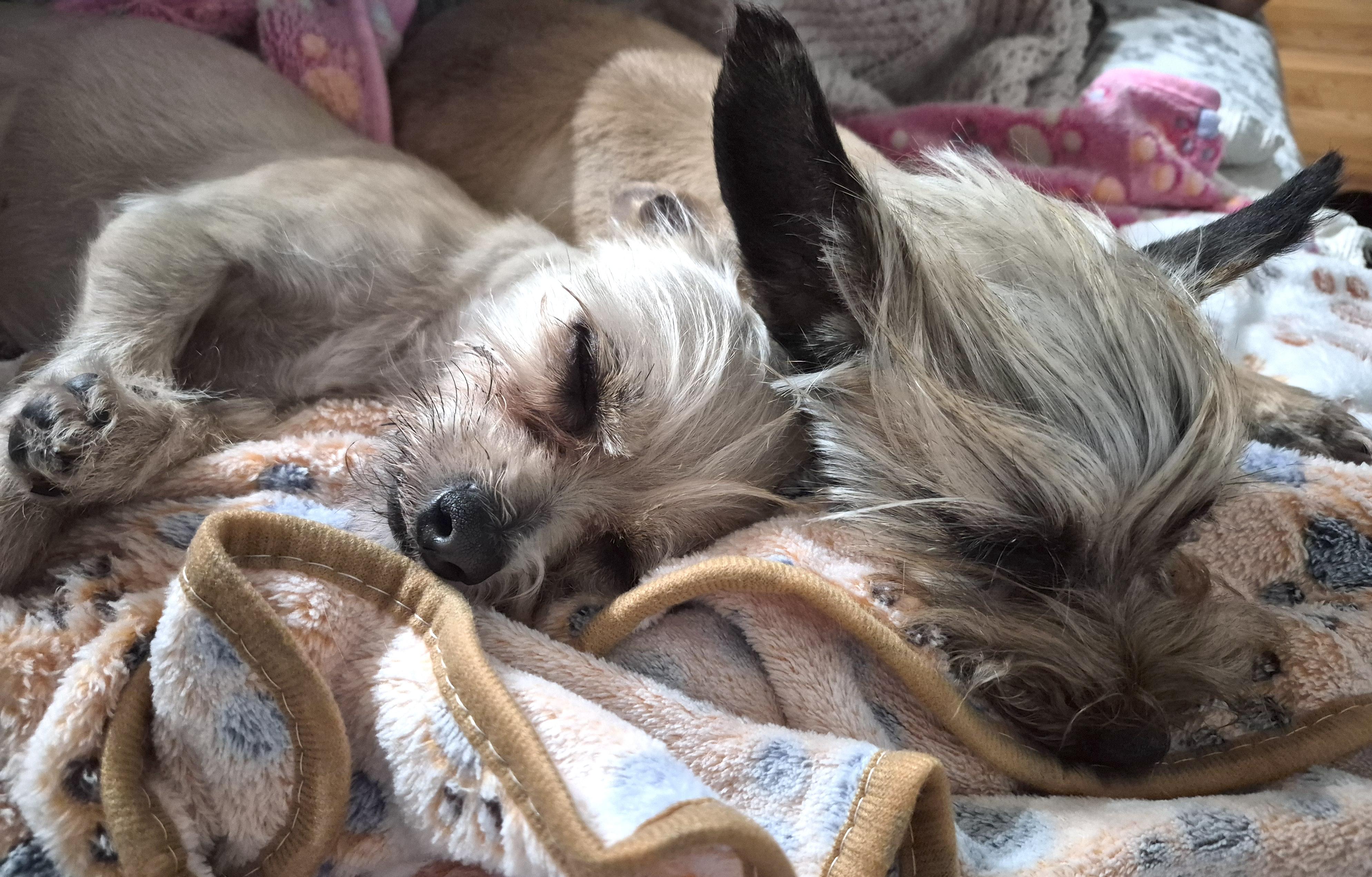 Enlarge Savannah, an adopted mixed breed in Brooklyn, NY image 5/5