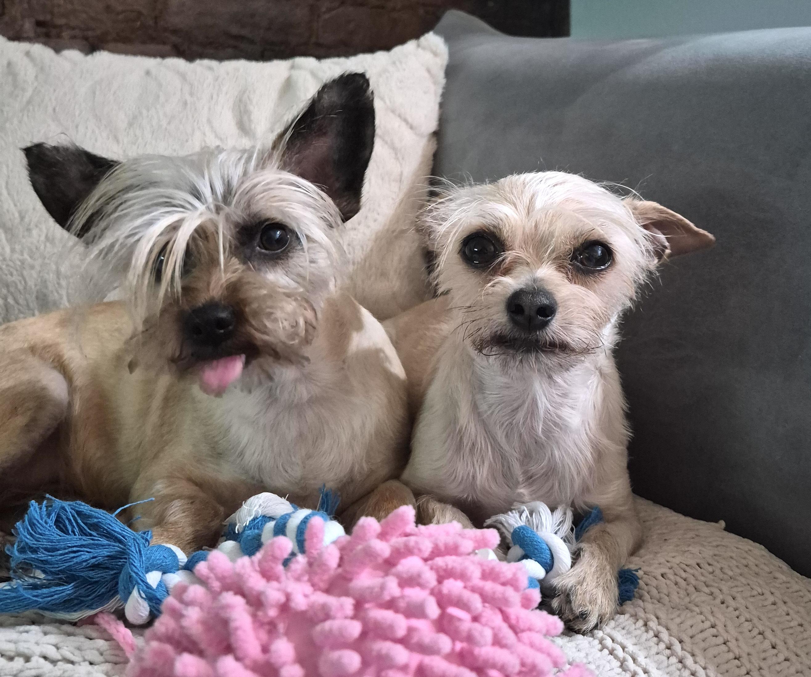 Enlarge Savannah, an adopted mixed breed in Brooklyn, NY image 2/5