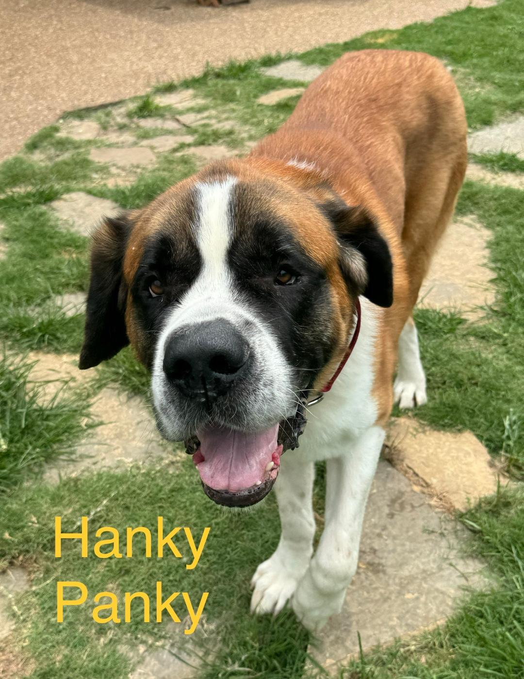 Enlarge Hanky Panky, a Adoptable Saint Bernard in McKinney, TX image 2/5