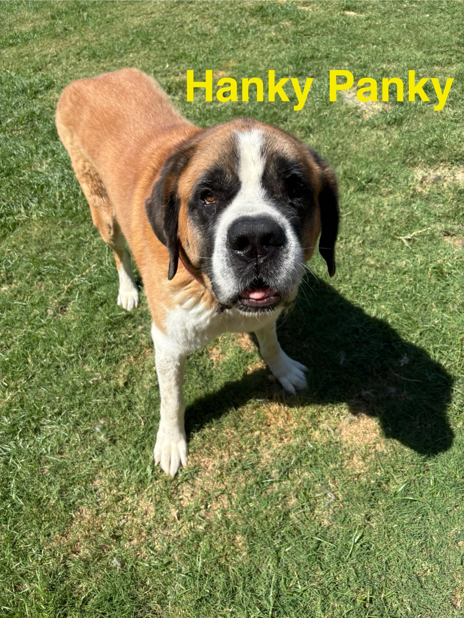 Enlarge Hanky Panky, a Adoptable Saint Bernard in McKinney, TX image 3/5