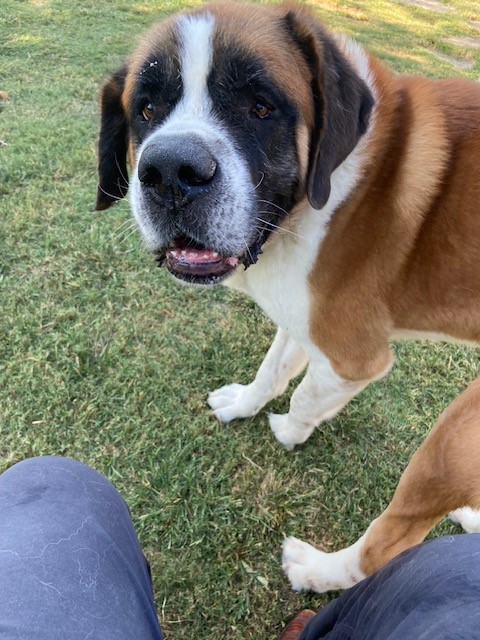 Enlarge Hanky Panky, a Adoptable Saint Bernard in McKinney, TX image 4/5