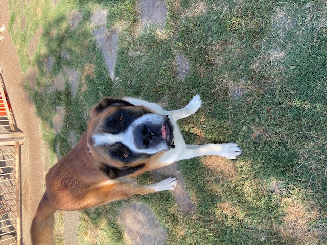 Enlarge Hanky Panky, a Adoptable Saint Bernard in McKinney, TX image 5/5