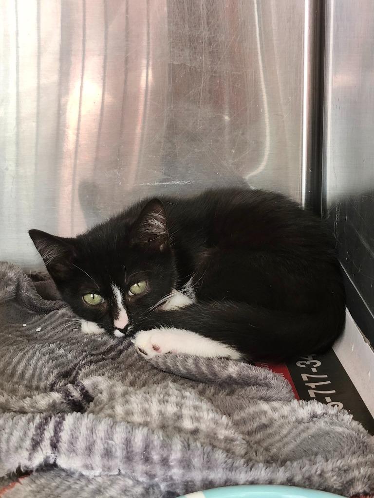 Enlarge Phoenix, a Adoptable mixed breed in Sayreville, NJ image 4/4