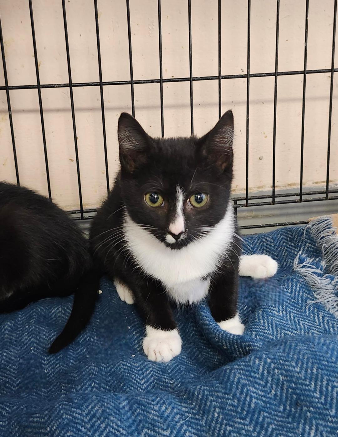 Phoenix, Adoptable, Kitten Male Domestic Short Hair.