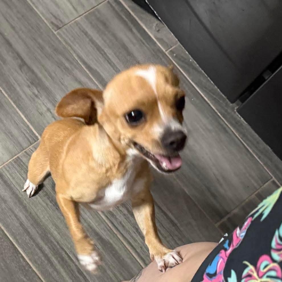 Enlarge Gypsy, a Adopted Chihuahua in Toms River, NJ image 2/5