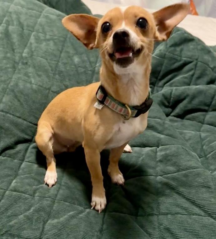 Enlarge Gypsy, a Adopted Chihuahua in Toms River, NJ image 5/5