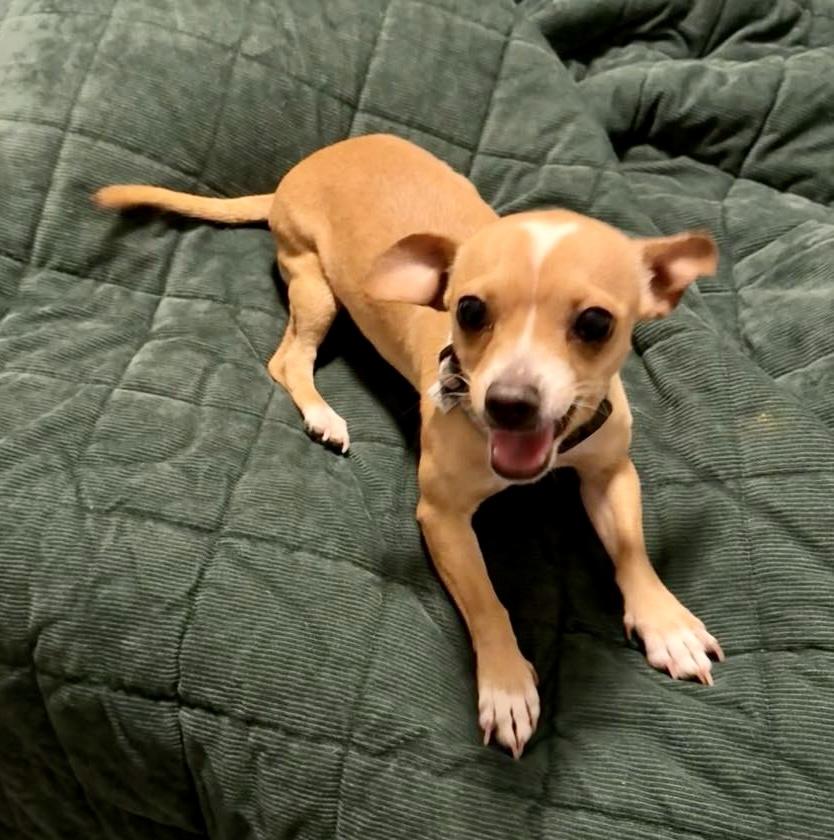 Enlarge Gypsy, a Adopted Chihuahua in Toms River, NJ image 4/5