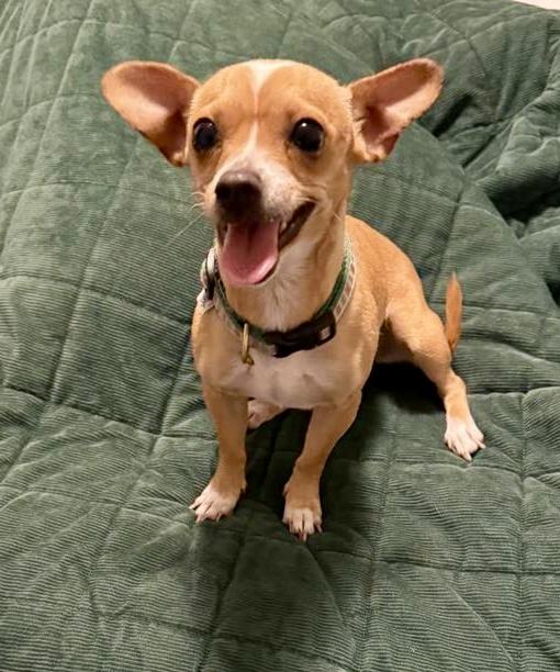 Enlarge Gypsy, a Adopted Chihuahua in Toms River, NJ image 1/5