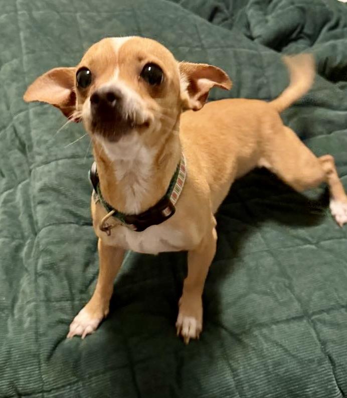 Enlarge Gypsy, a Adopted Chihuahua in Toms River, NJ image 3/5