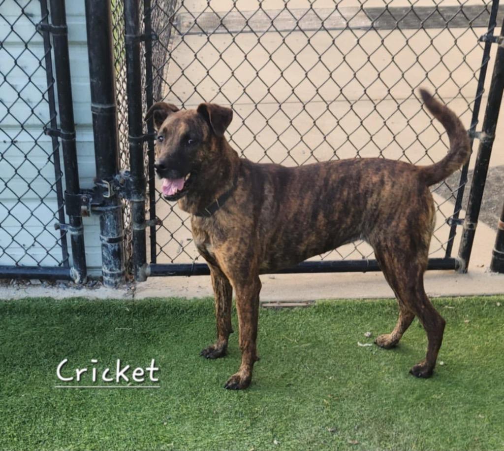 Cricket, Adoptable, Adult Female Mountain Cur & Labrador Retriever.