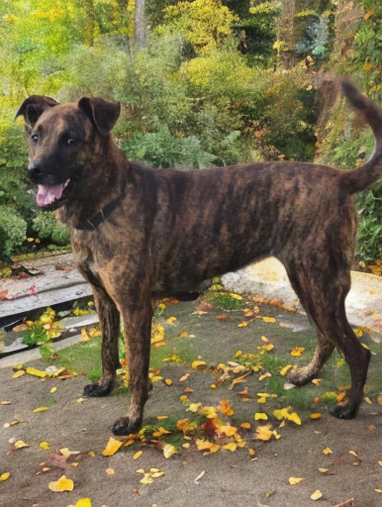 Enlarge Cricket, a Adoptable mixed breed in Dalton, GA image 2/6