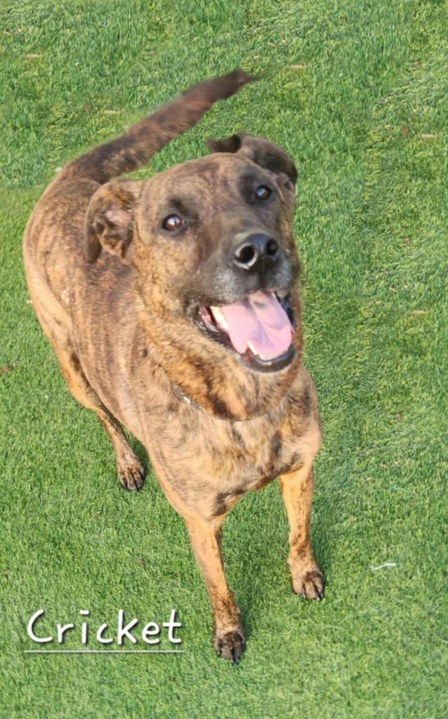 Enlarge Cricket, a Adoptable mixed breed in Dalton, GA image 4/6