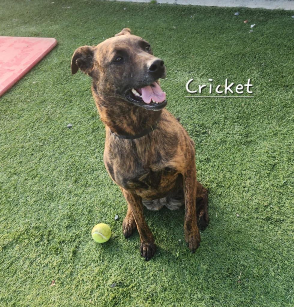 Enlarge Cricket, a Adoptable mixed breed in Dalton, GA image 5/6