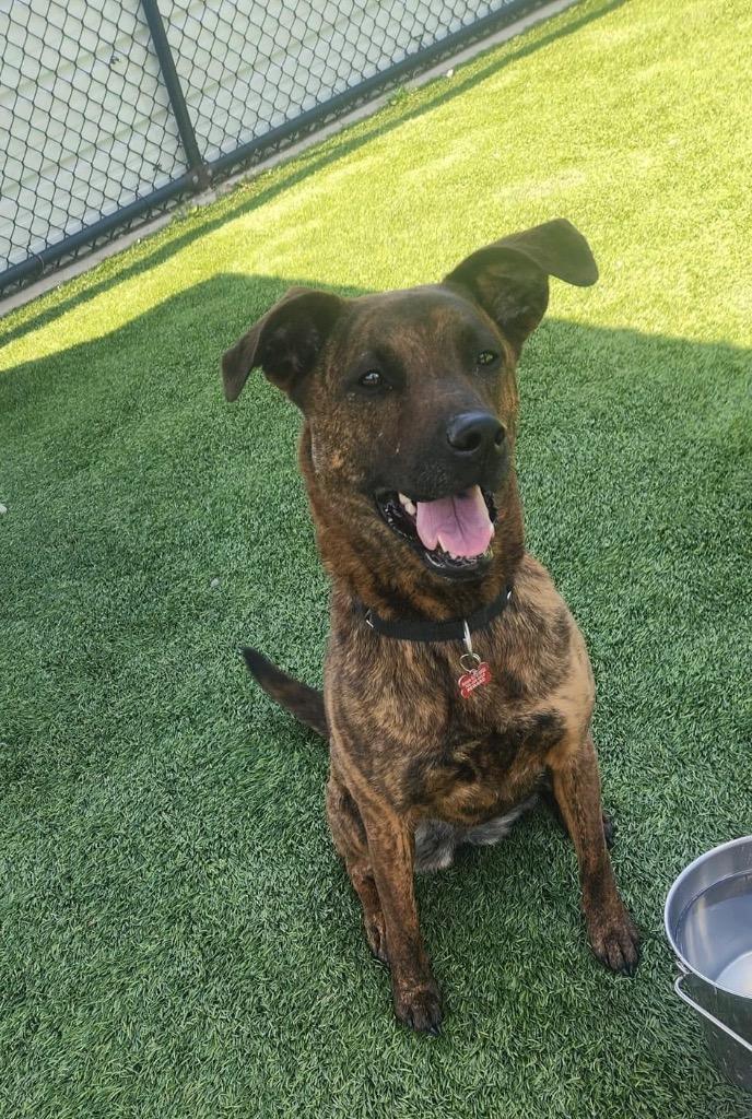Enlarge Cricket, a Adoptable mixed breed in Dalton, GA image 6/6