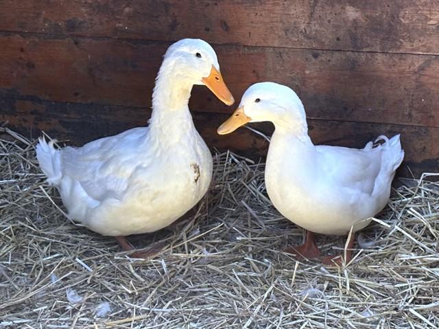 Enlarge PEANUT BUTTER QUACKERS, a Adoptable Duck in Dedham, MA image 1/1