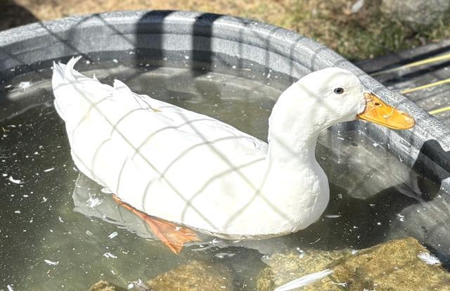 PEANUT BUTTER QUACKERS, Adoptable, Young Male Duck.