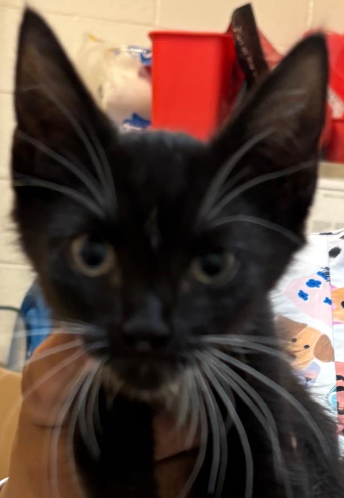BAYA, Adoptable, Kitten Female Domestic Short Hair.