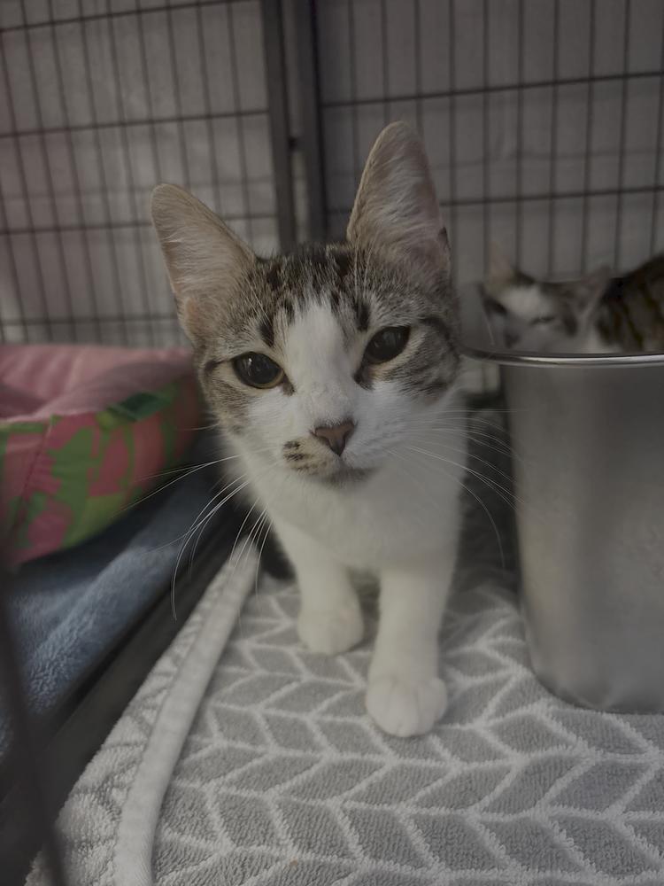 Enlarge Xola, a Adopted Domestic Short Hair in Virginia Beach, VA image 1/6