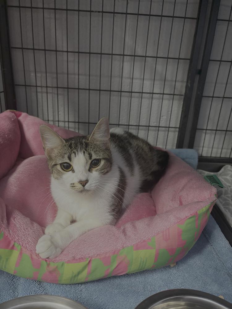 Enlarge Xola, a Adopted Domestic Short Hair in Virginia Beach, VA image 2/6
