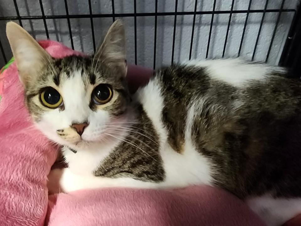 Enlarge Xola, a Adopted Domestic Short Hair in Virginia Beach, VA image 3/6
