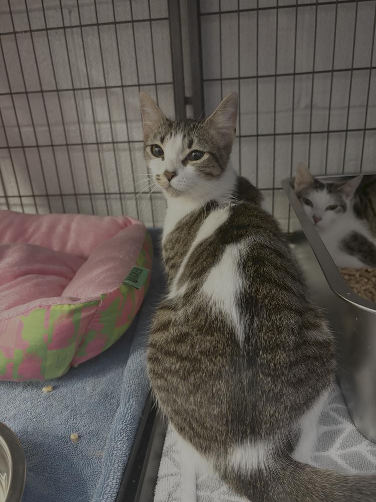 Enlarge Xola, a Adopted Domestic Short Hair in Virginia Beach, VA image 4/6