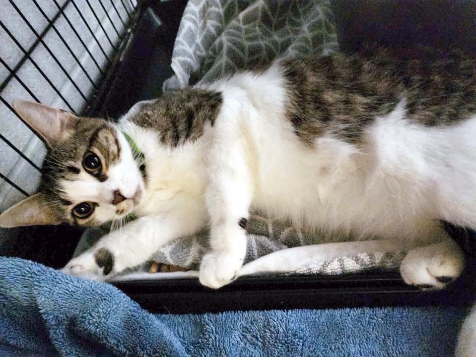 Enlarge Xola, a Adopted Domestic Short Hair in Virginia Beach, VA image 5/6
