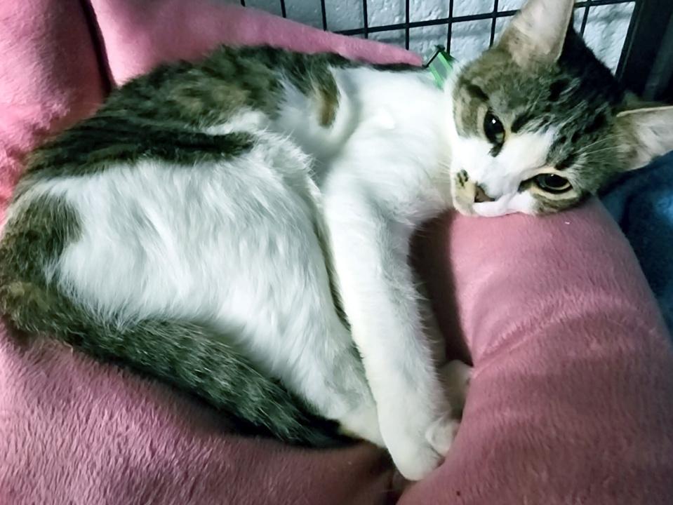 Enlarge Xola, a Adopted Domestic Short Hair in Virginia Beach, VA image 6/6