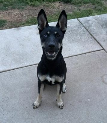 Kira, Adoptable, Young Female German Shepherd Dog & Husky.