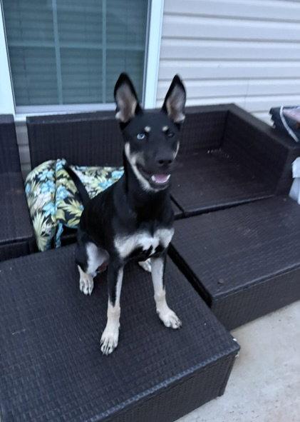 Kira, a Adoptable mixed breed in Rocky Point, NC image 3/3