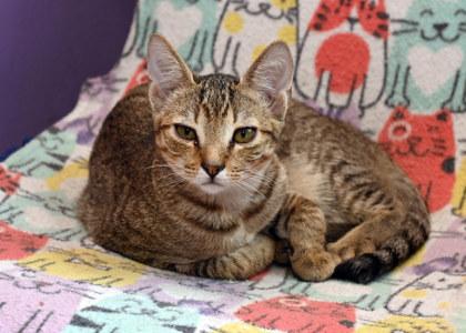 Apple, Adoptable, Young Male Domestic Short Hair.