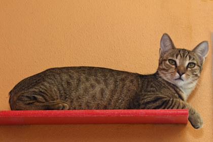 Apple, Adoptable, Young Male Domestic Short Hair.