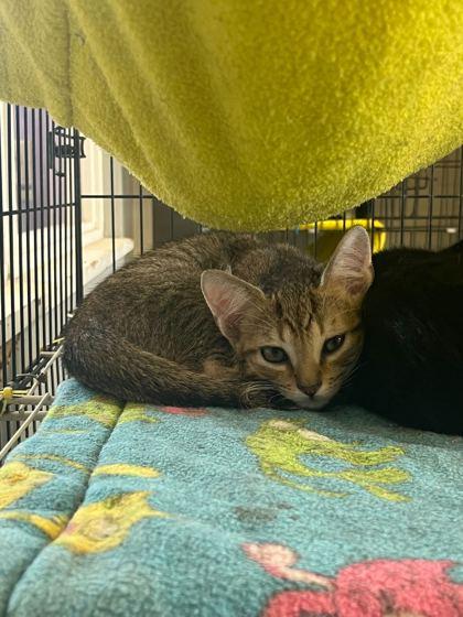 Apple, Young Male Domestic Short Hair